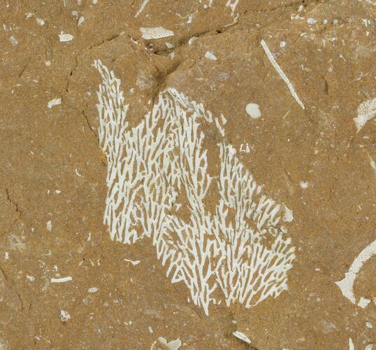 Ordovician Bryozoans (Chasmatopora) Plate - Estonia #89741